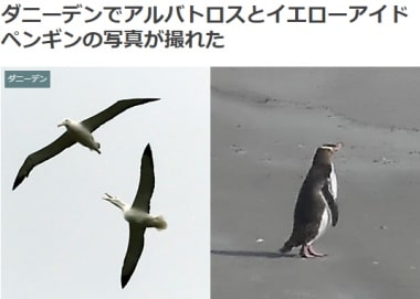 ダニーデンでアルバトロスとイエローアイドペンギンの写真が撮れたブログ