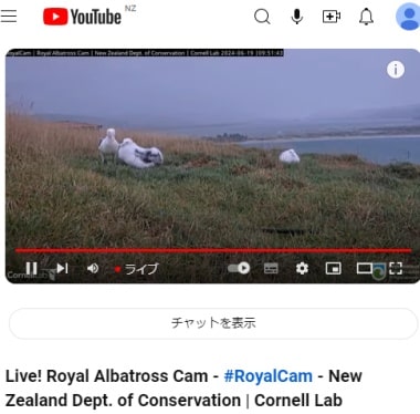 ロイヤルアルバトロスライブカメラ