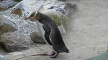 イエローアイドペンギン　ぺンギンプレイス