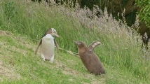 イエローアイドペンギンツアーペンギンプレイス
