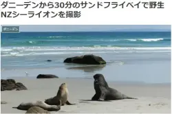ダニーデンから30分のサンドフライベイで野生NZシーライオンを撮影ブログ
